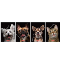 BRULION HER  TOP CRAZY ANIMAL SZY A6 80K 70G K5X5 MIX